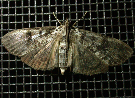 Splendid Palpita